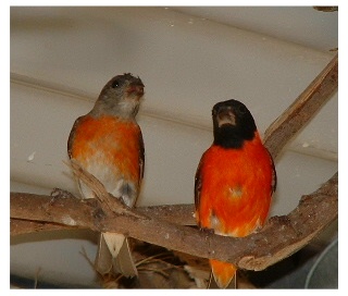 Red Hooded Siskin